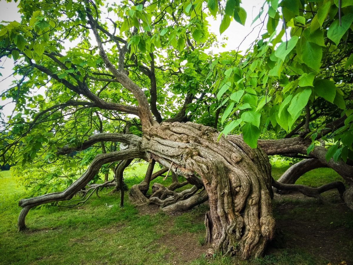 Nature Magic