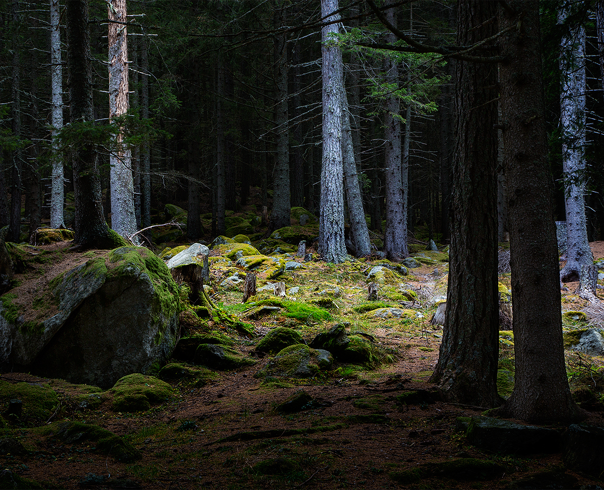 Black forest