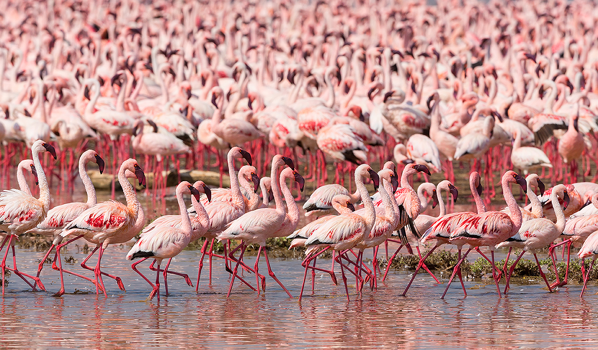 The flamingo