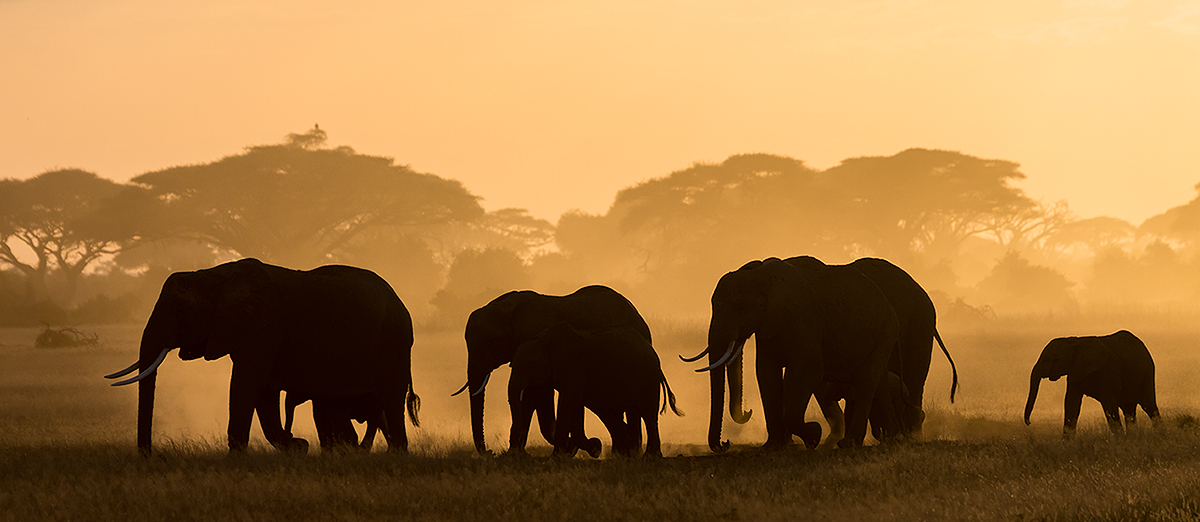 Silhouettes of elephants