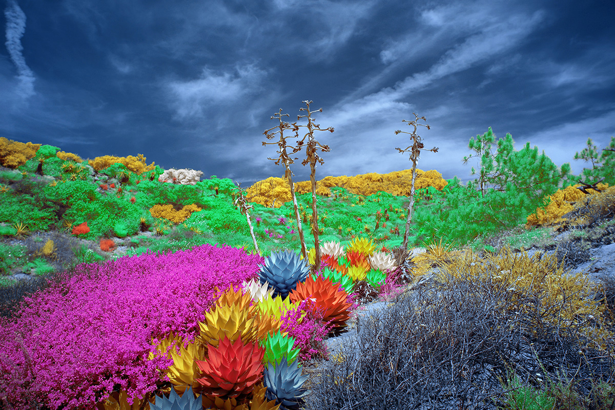 The flowers