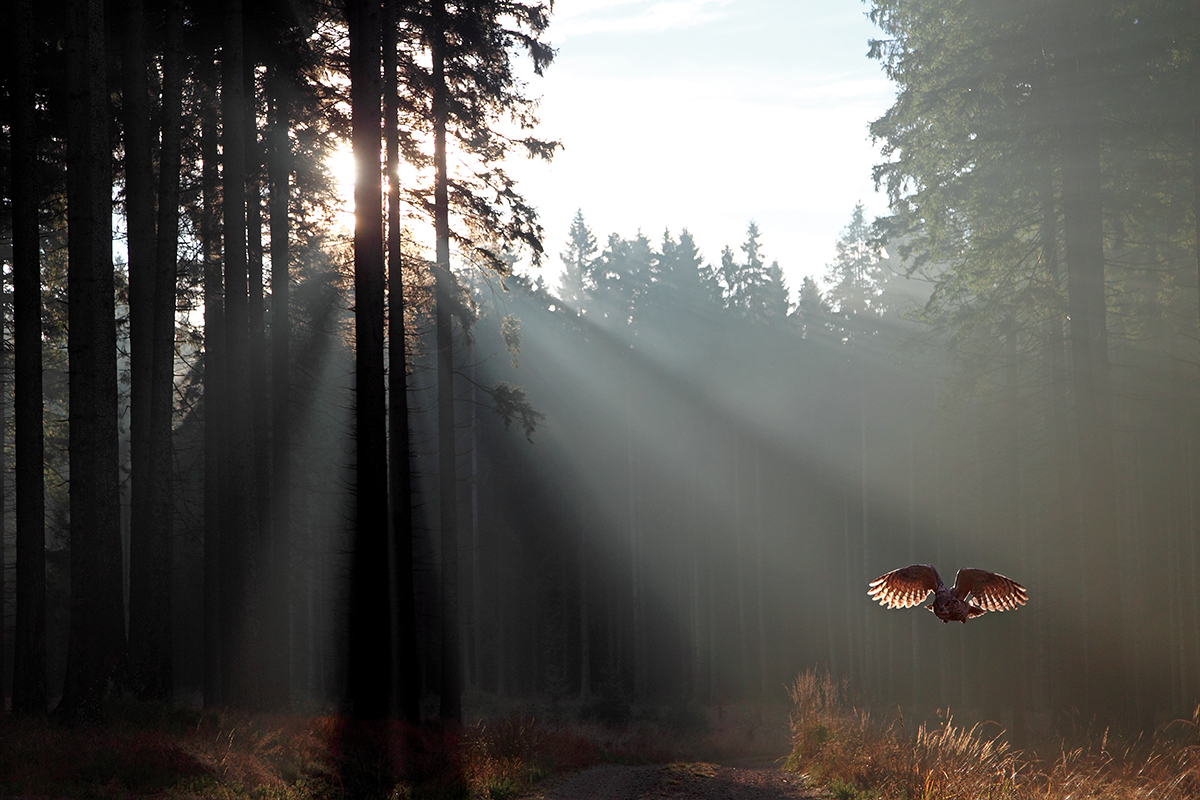Apparition