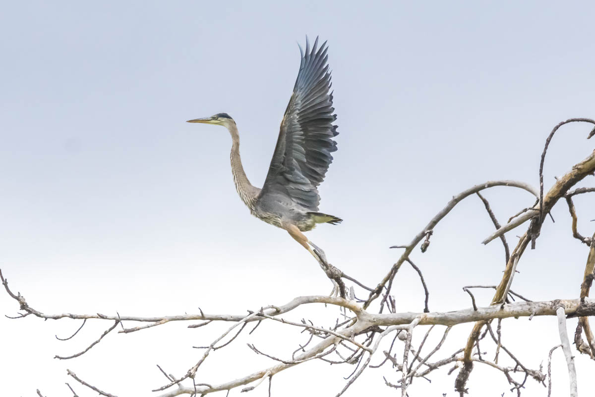 Heron
