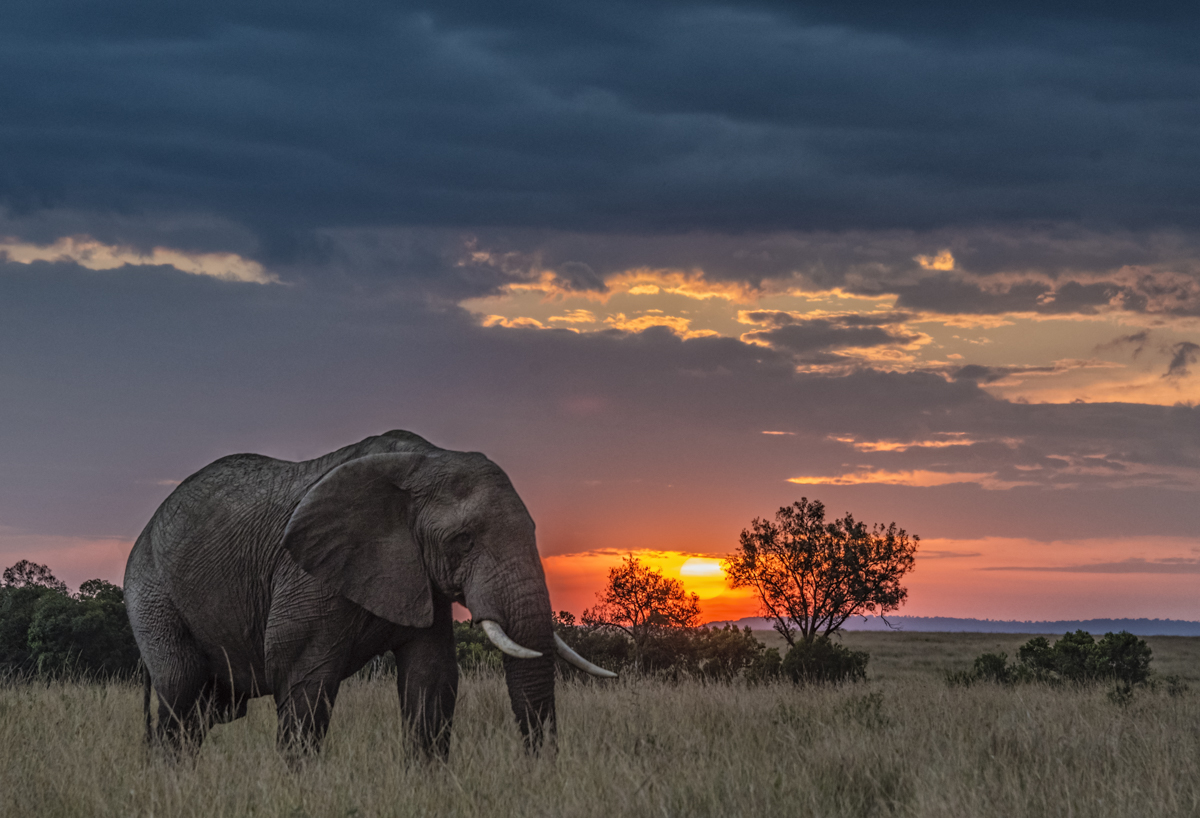 Elephant sunset
