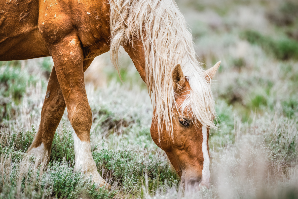 Palomino Mustang
