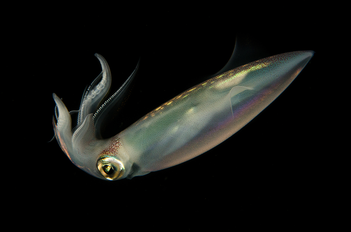 Squid