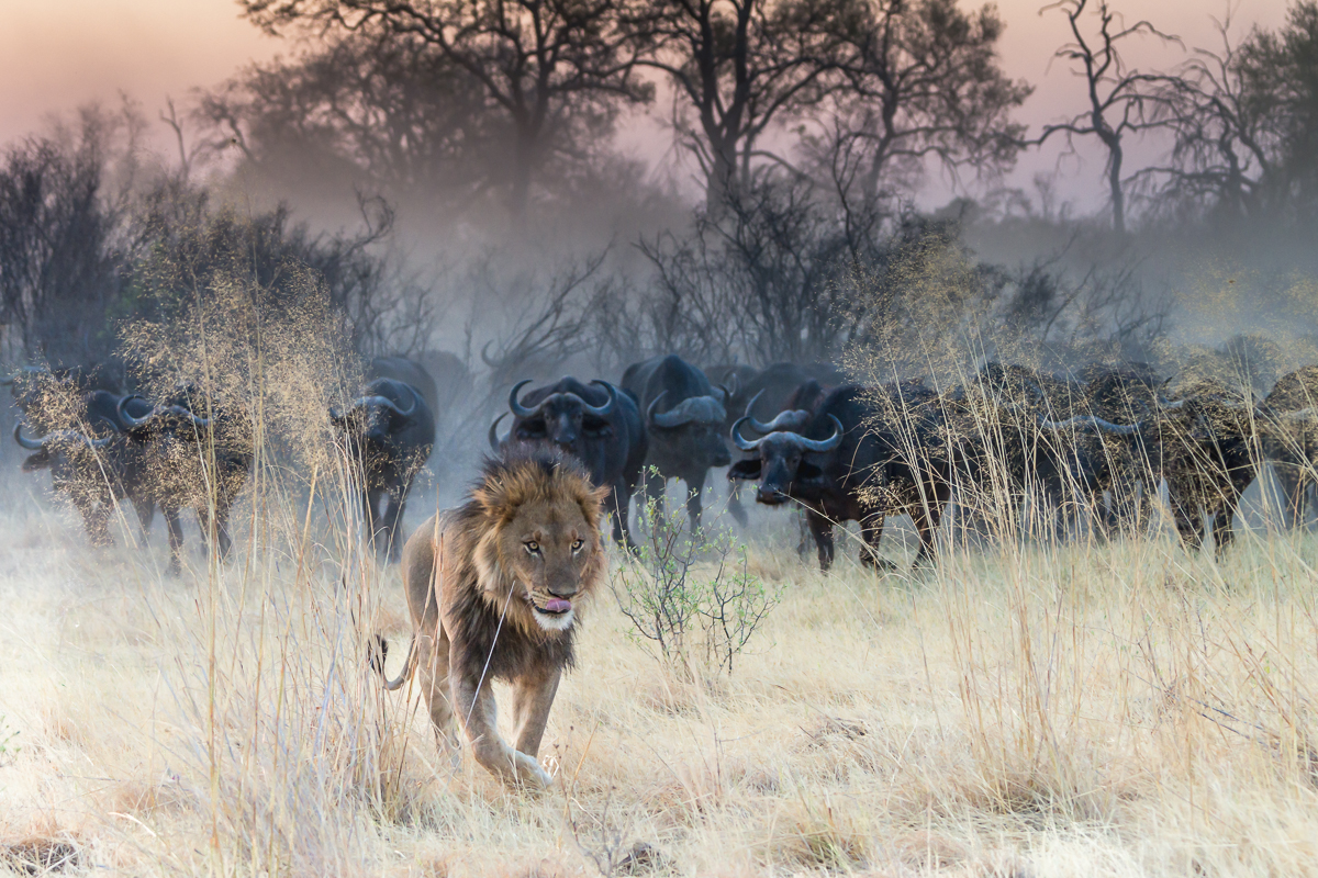Retreat of the King