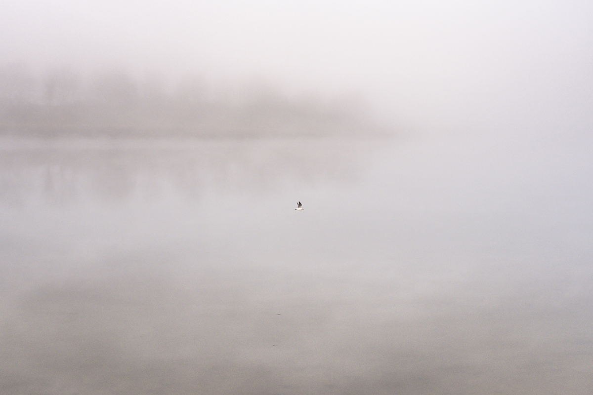 The velvety dawn I