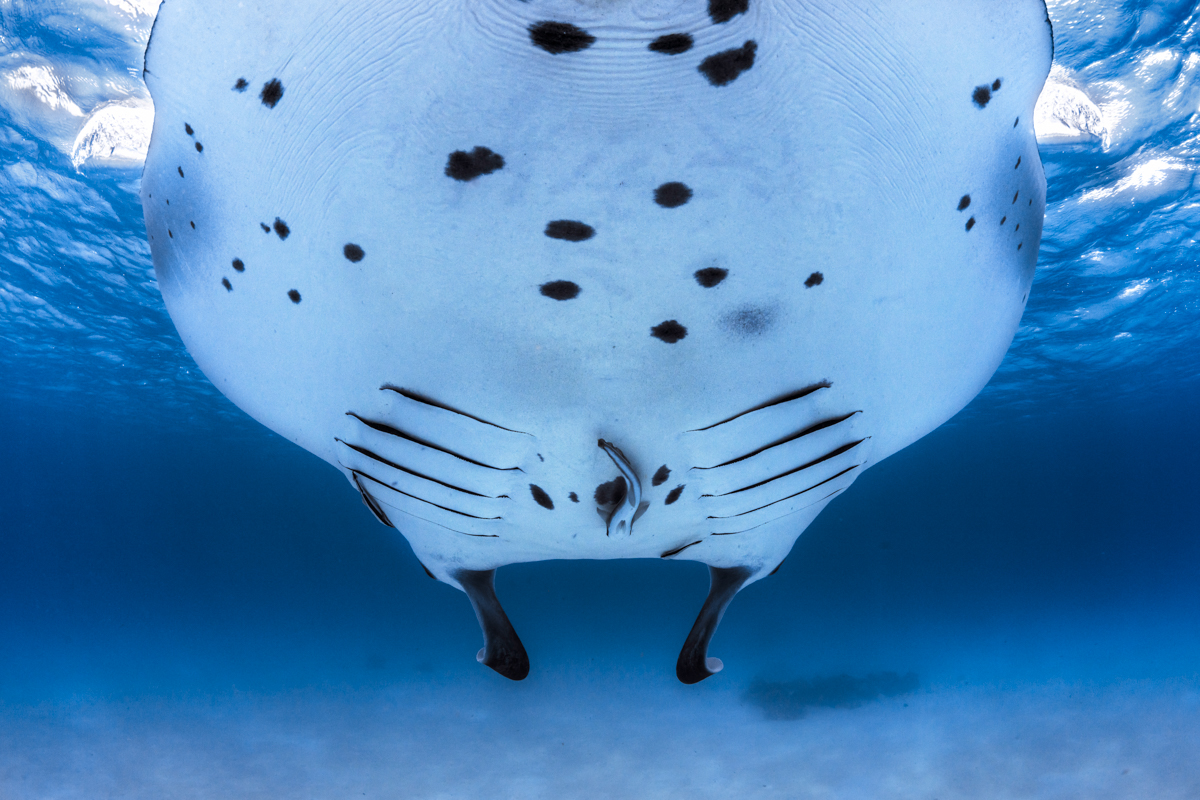 Manta Ray in the mayotte lagoon- Giant ray seen by a remora