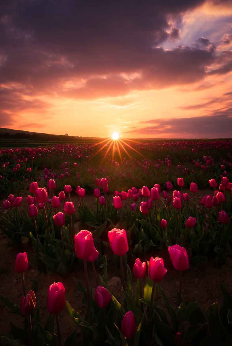 Prelude Of Spring