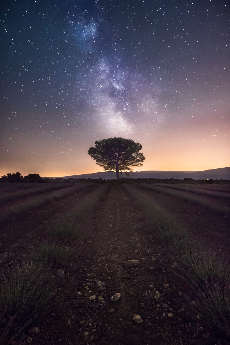 Night Wonders