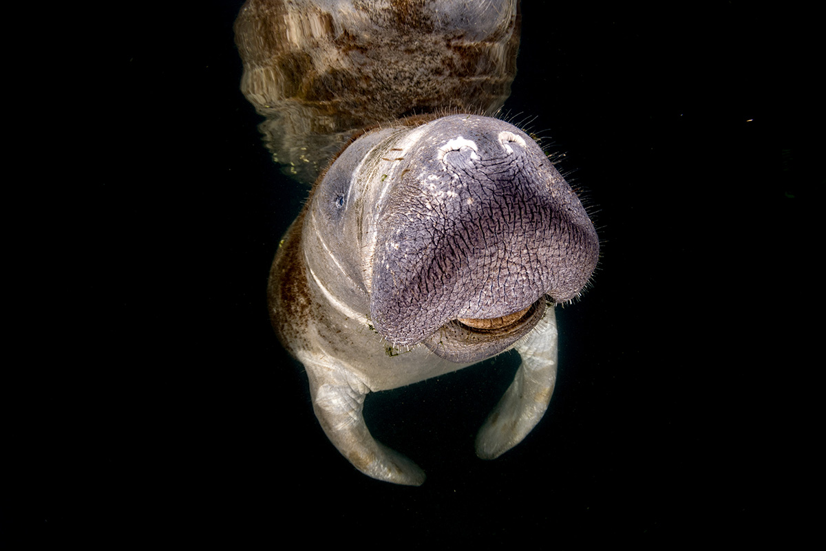 Manatee
