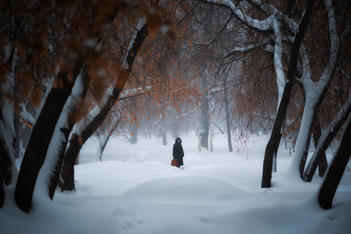 Winter in the woods