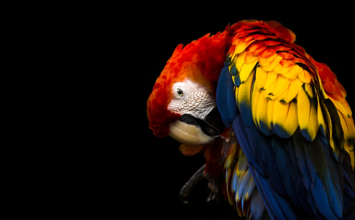 Psittacidae