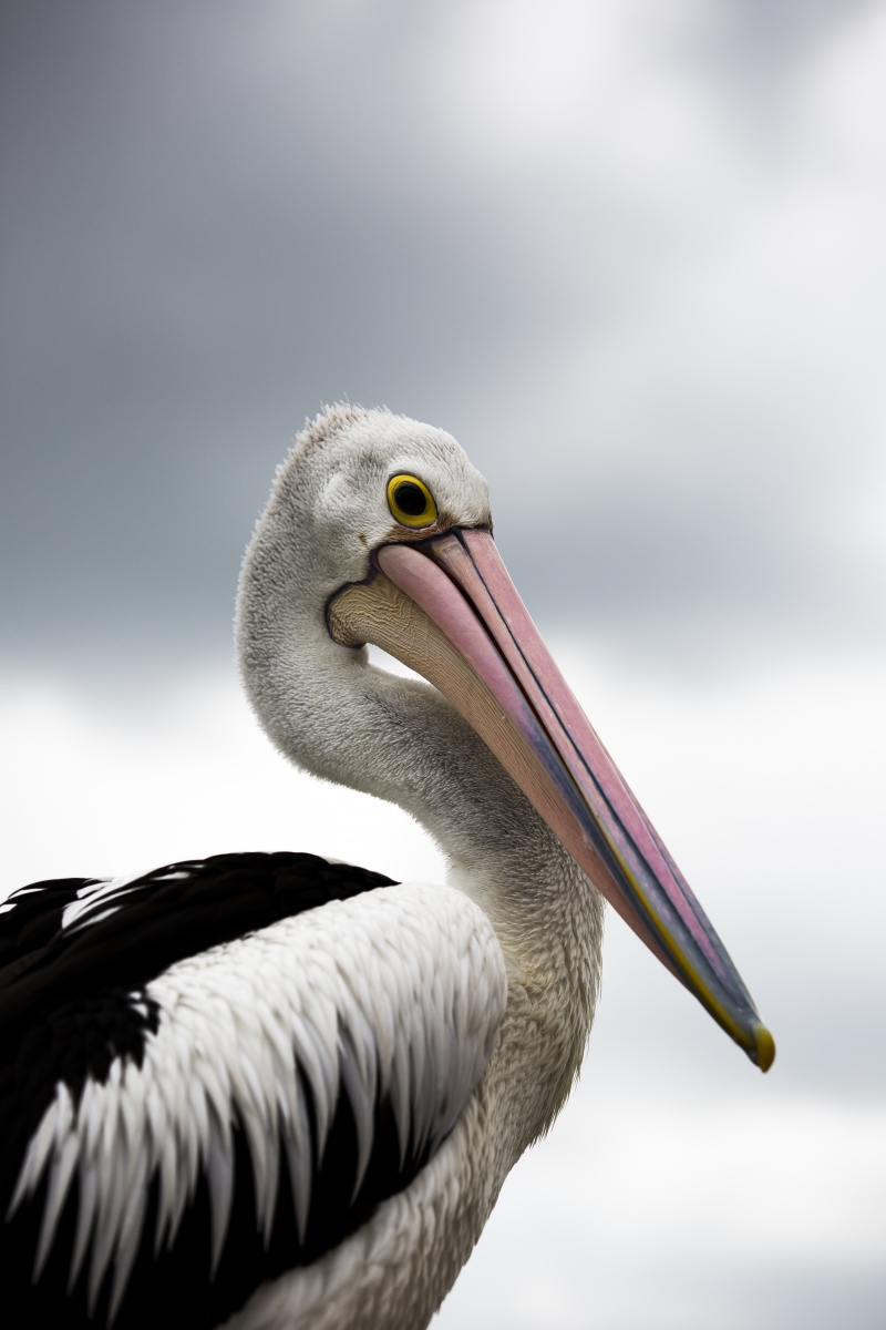 Pelecanidae