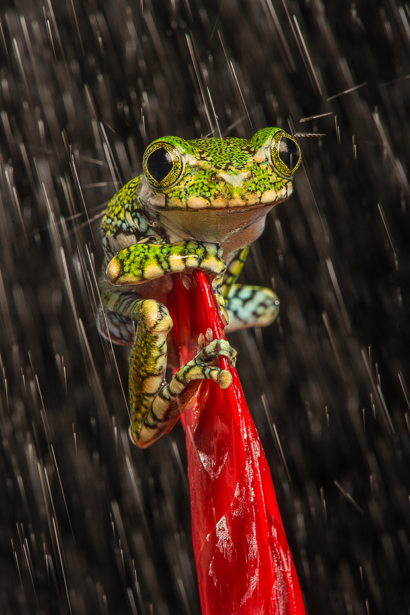 Big Eyed Tree Frog