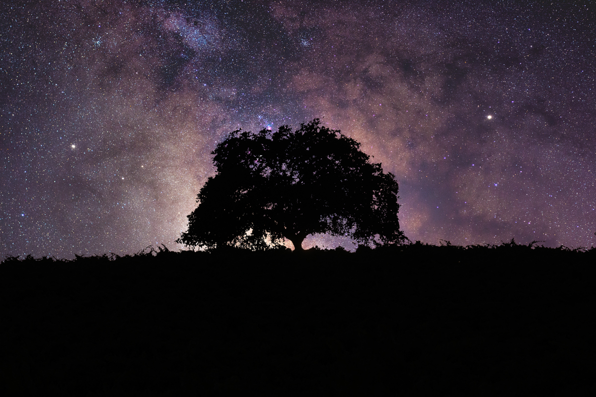 Galactic Tree