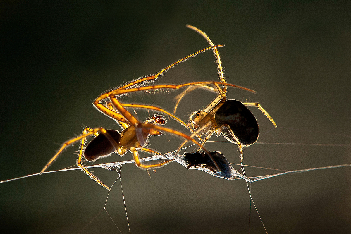 The Big Fight