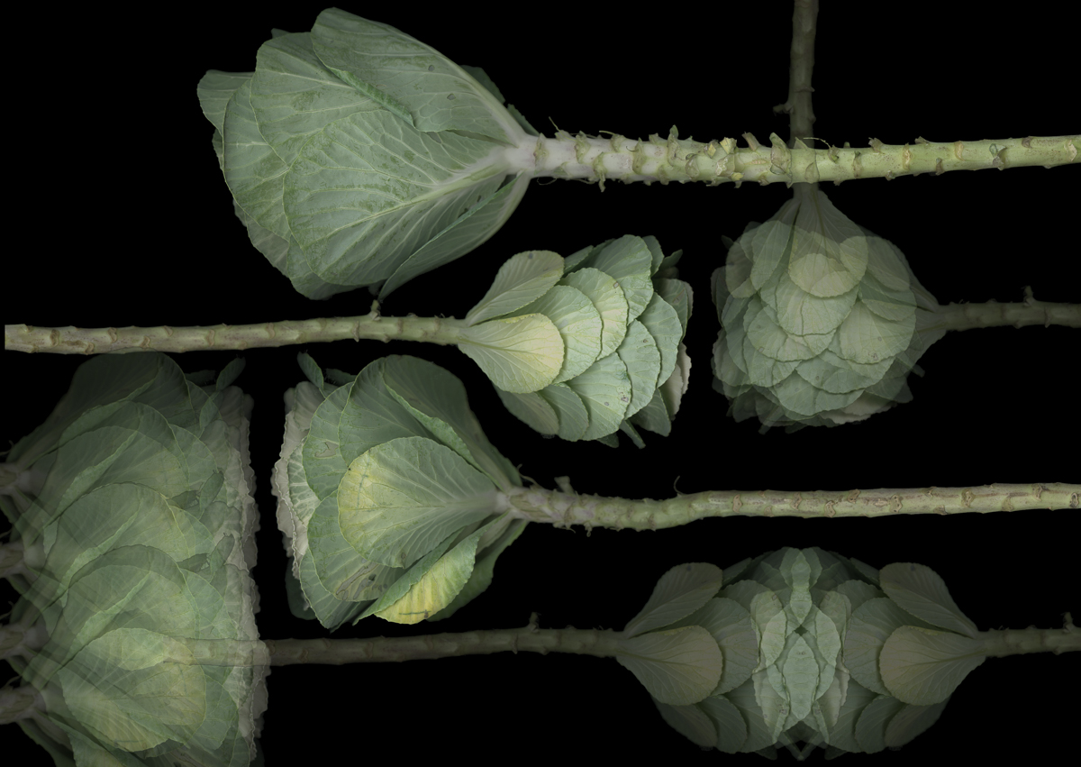 Cabbage Op.5