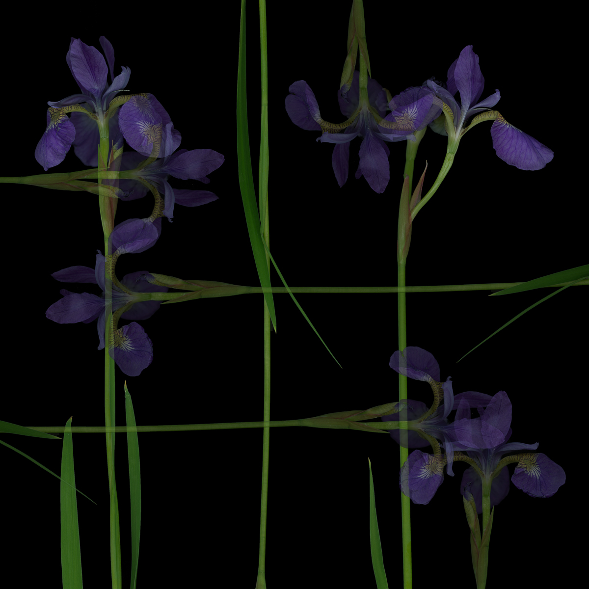 Iris Op.2