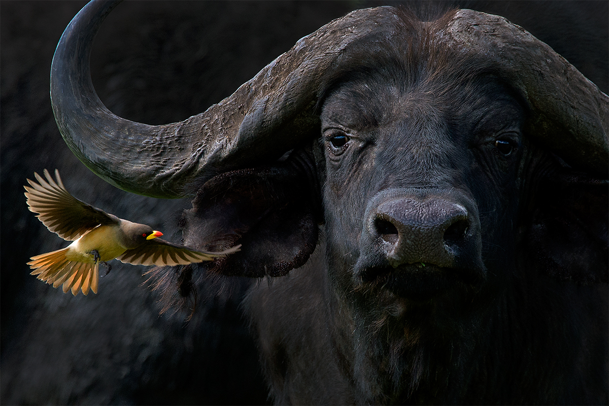 Cape Buffalo with Oxpecker