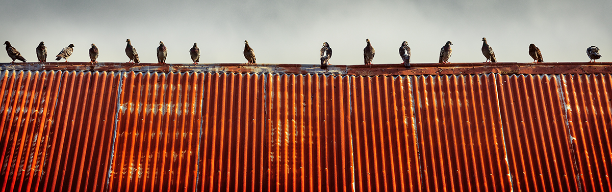 Pigeons on Tin Roof