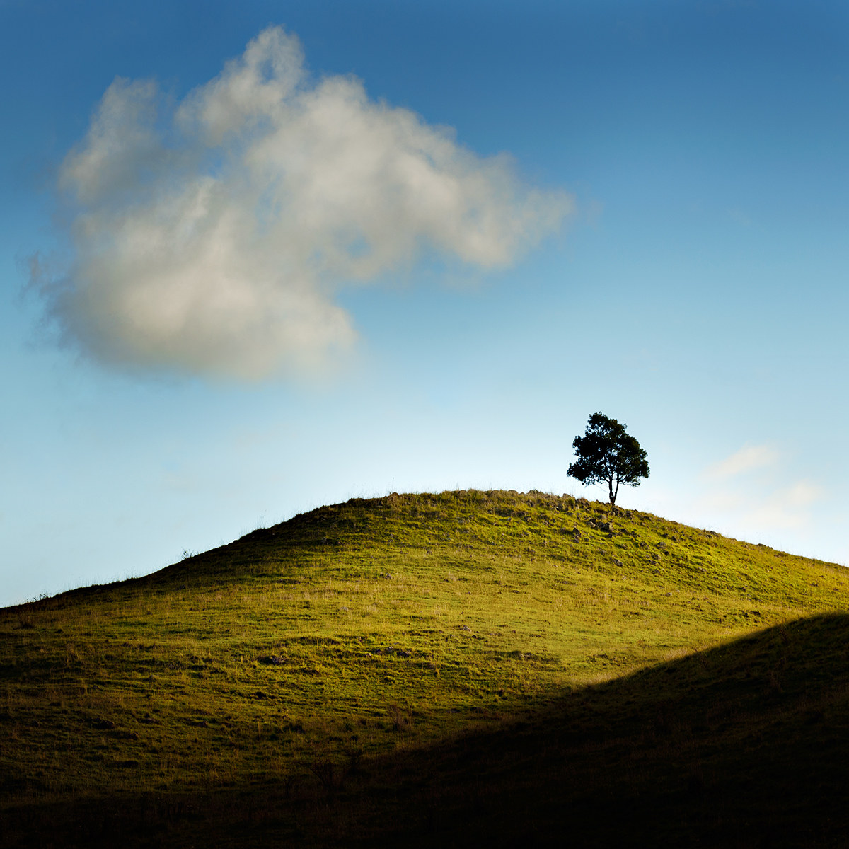 Little Tree Hill