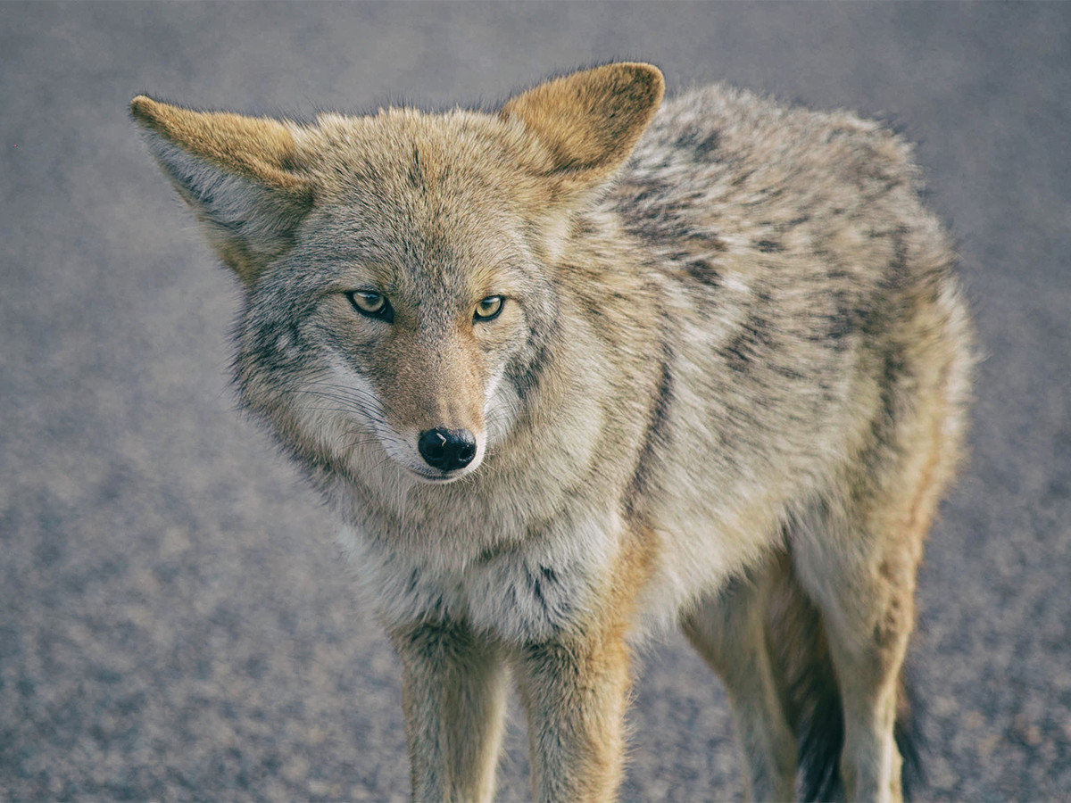 Lone Wolf