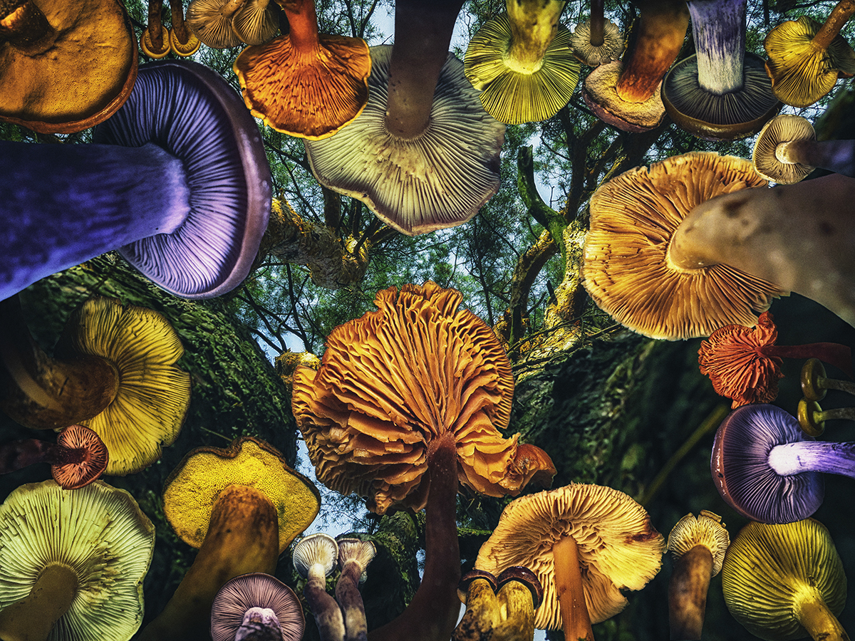 When mushrooms were big.