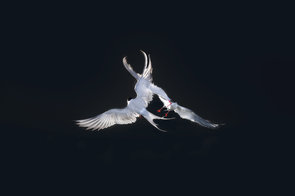 Arctic Terns