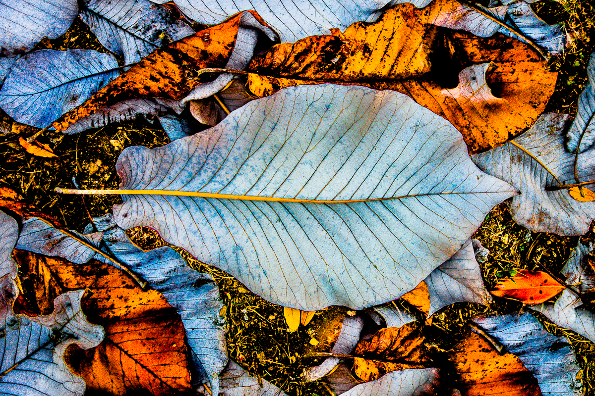Forest Floor