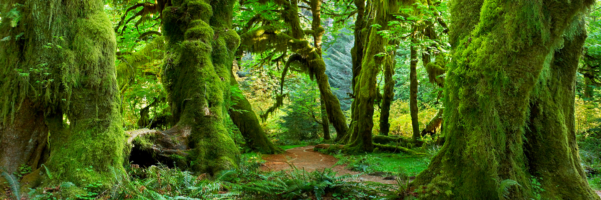 Hall of Mosses