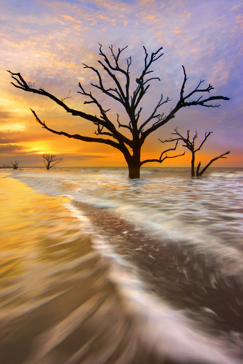 Tidal Trees