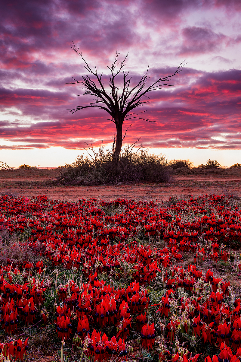 Simply Red