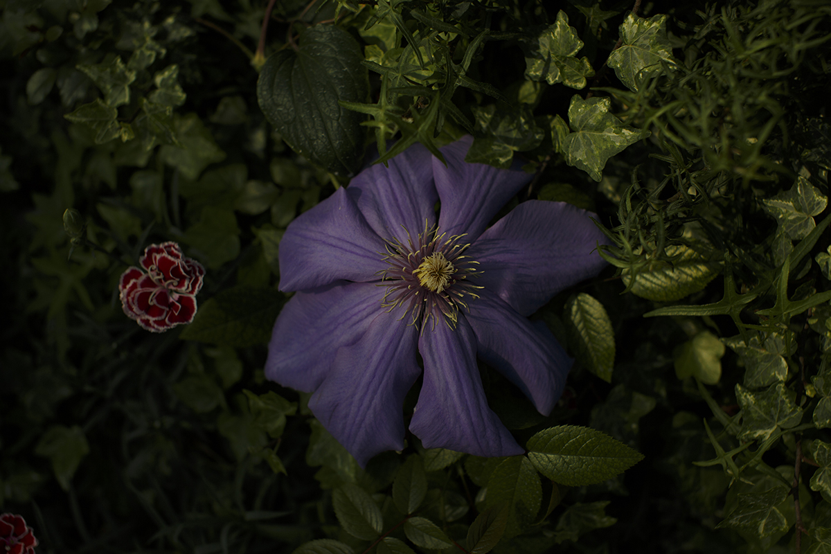 City In a Garden