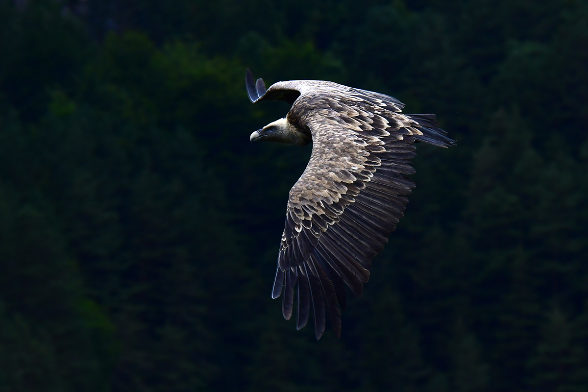 Flying