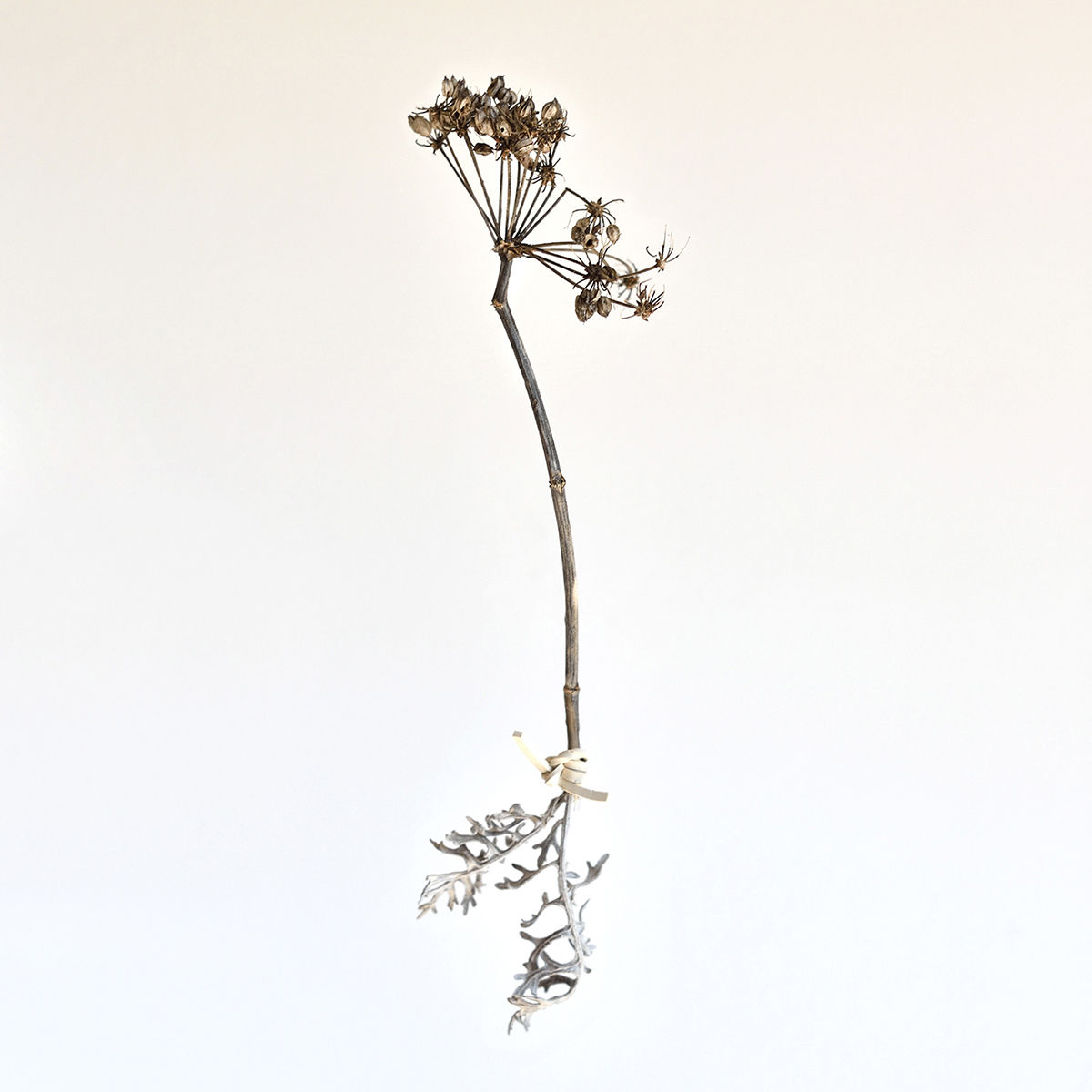 Plant II (from the series Memorie del Mare)