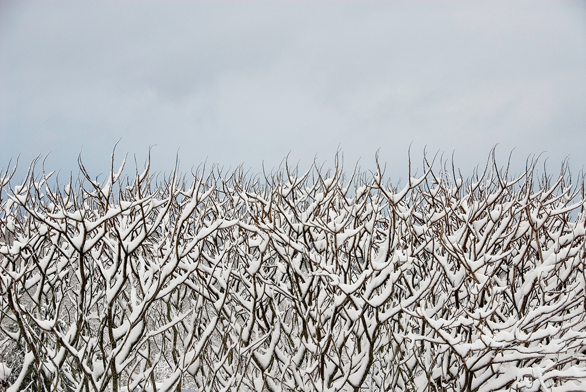 Sumac and Snow