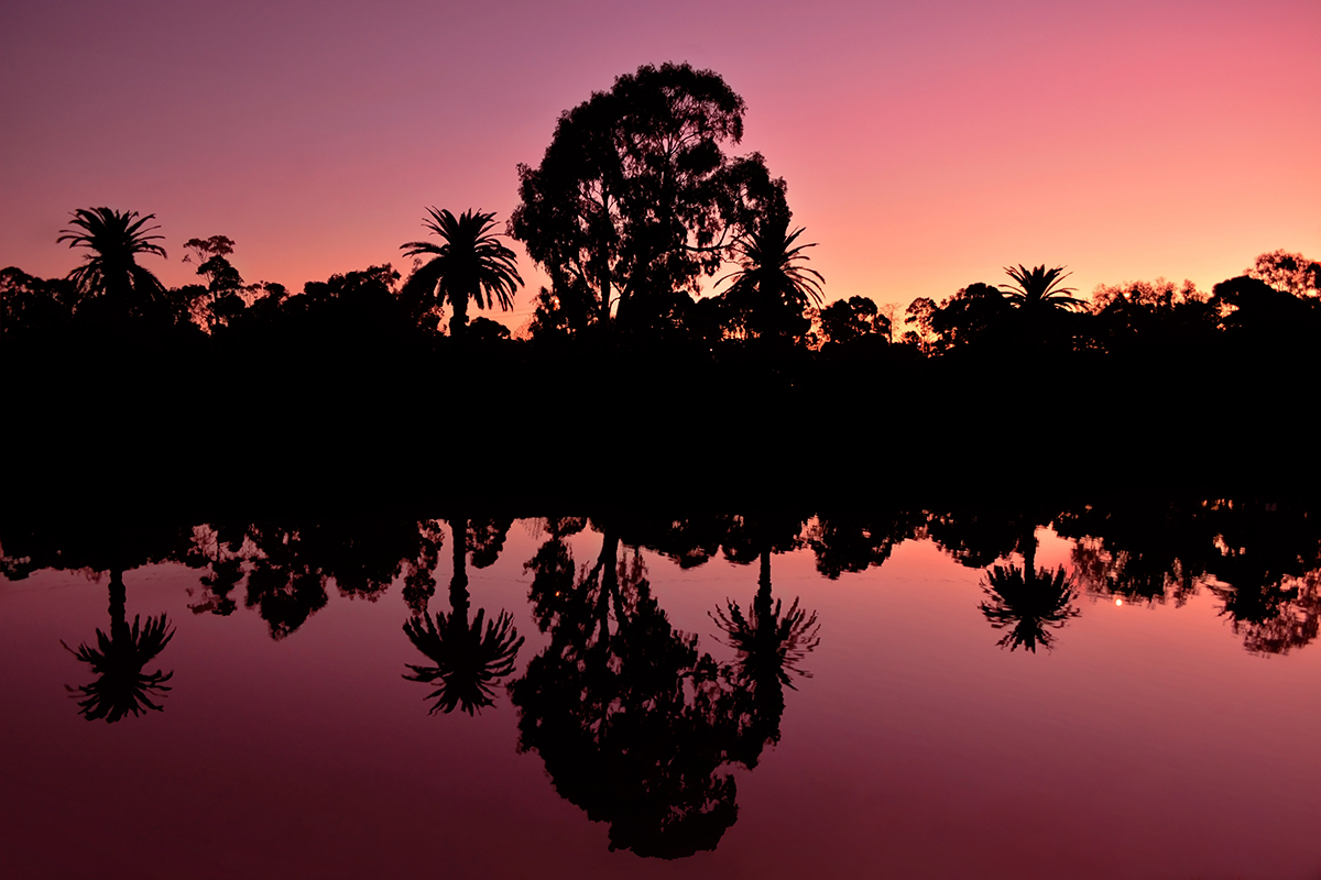 Sunset silhouettes