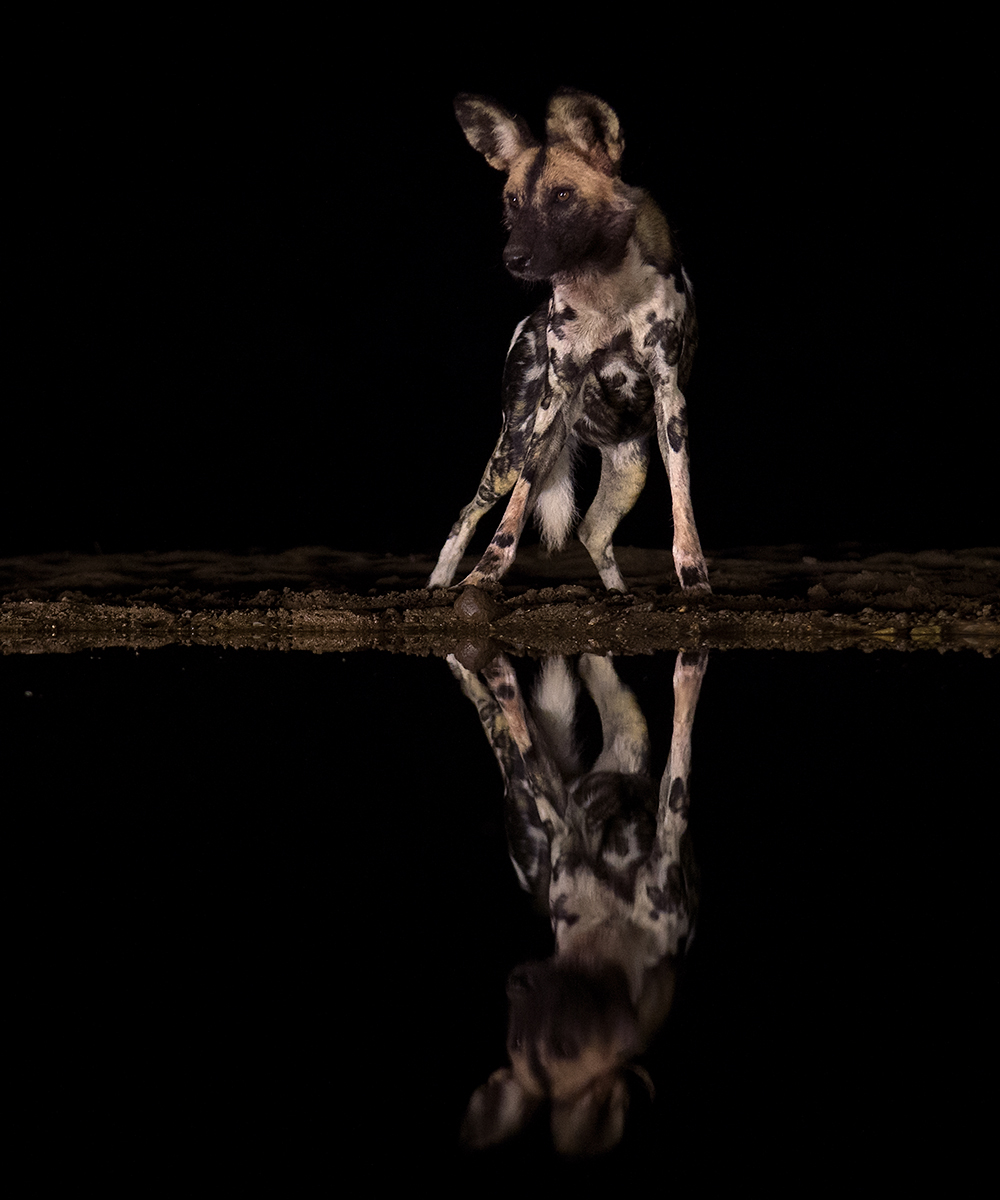 The Night Huntress