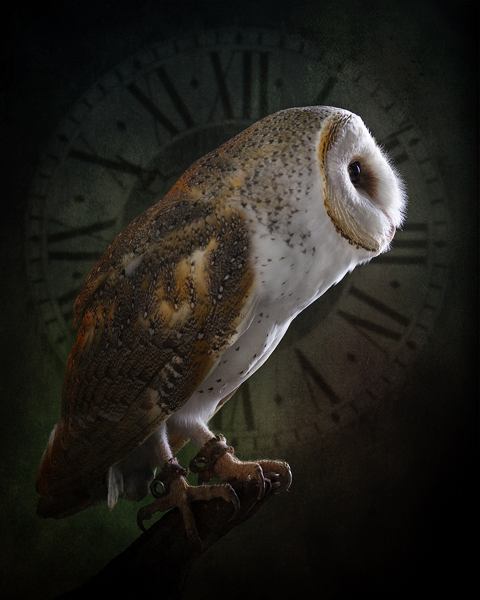 Barn Owl