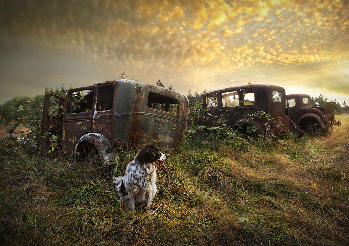 Dog with trucks