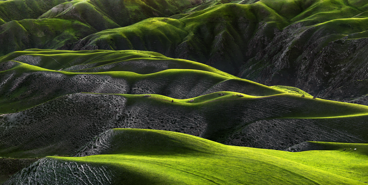 Grassland of human body Curves
