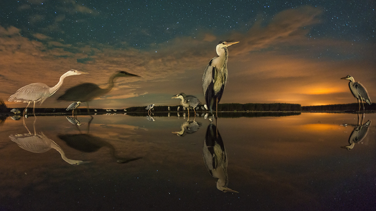 Stars of the Night