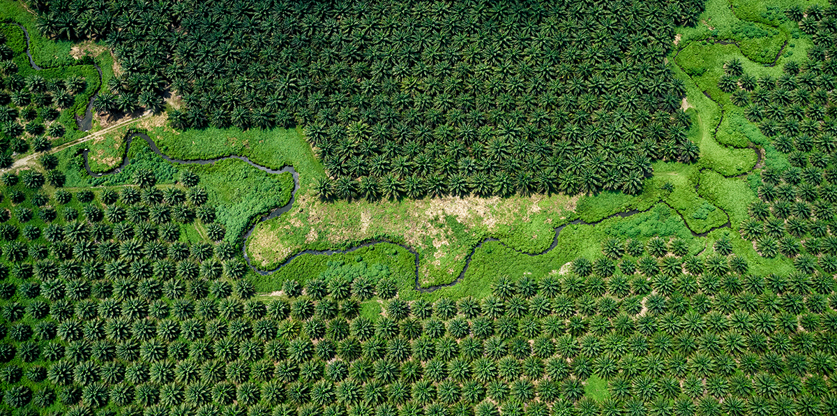 Oil palm plantation 