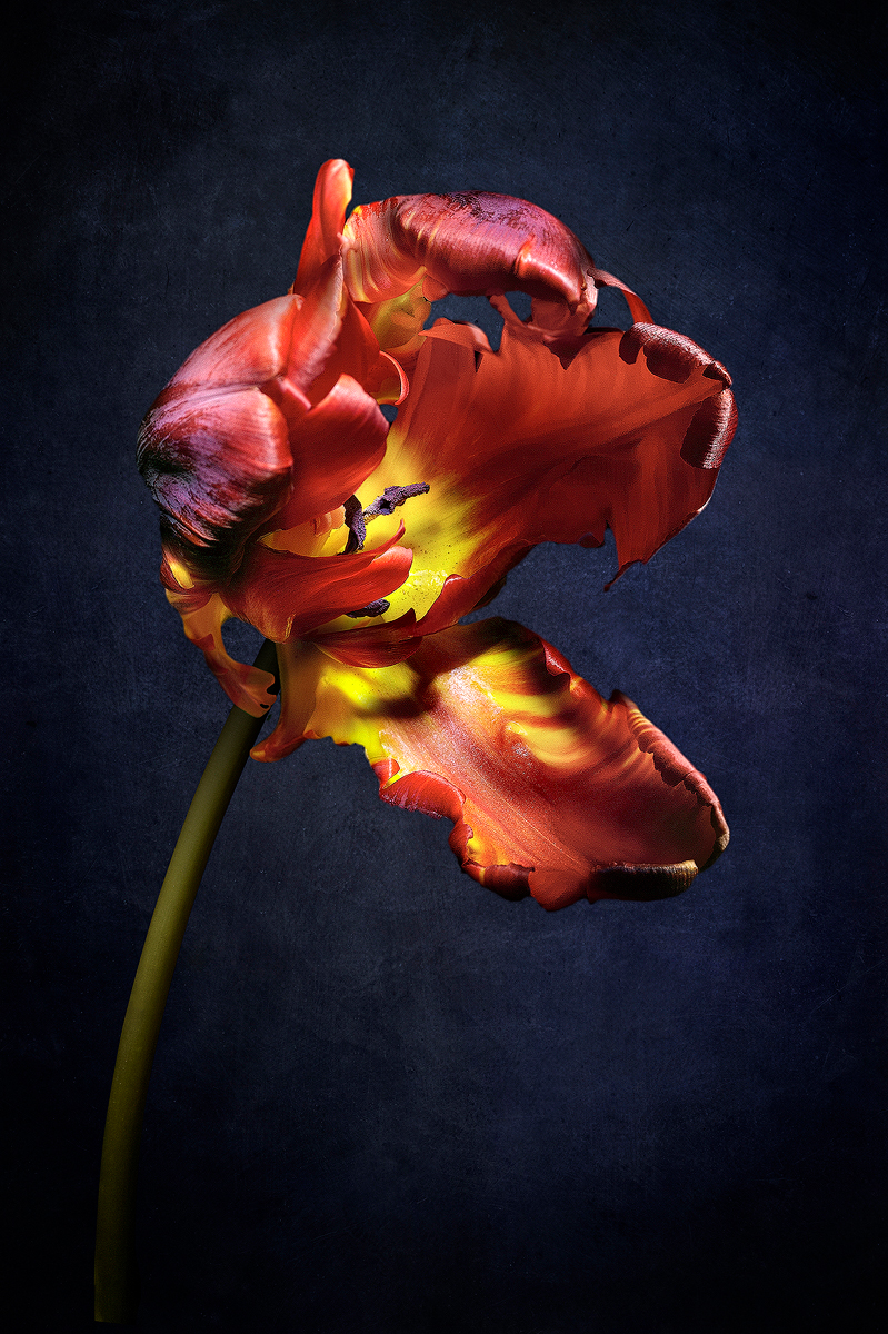 My flowers are like prima donnas!