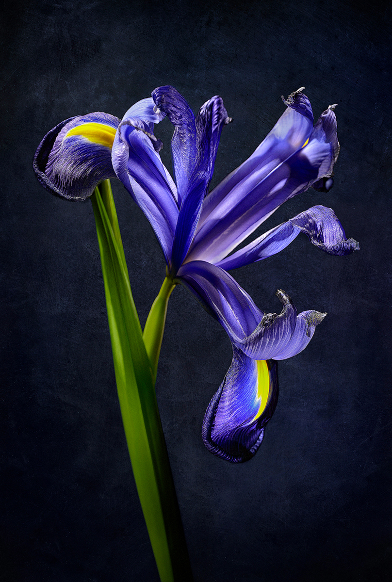 Iris Professor Blaauw