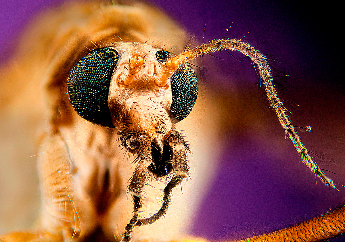 Tipulidae