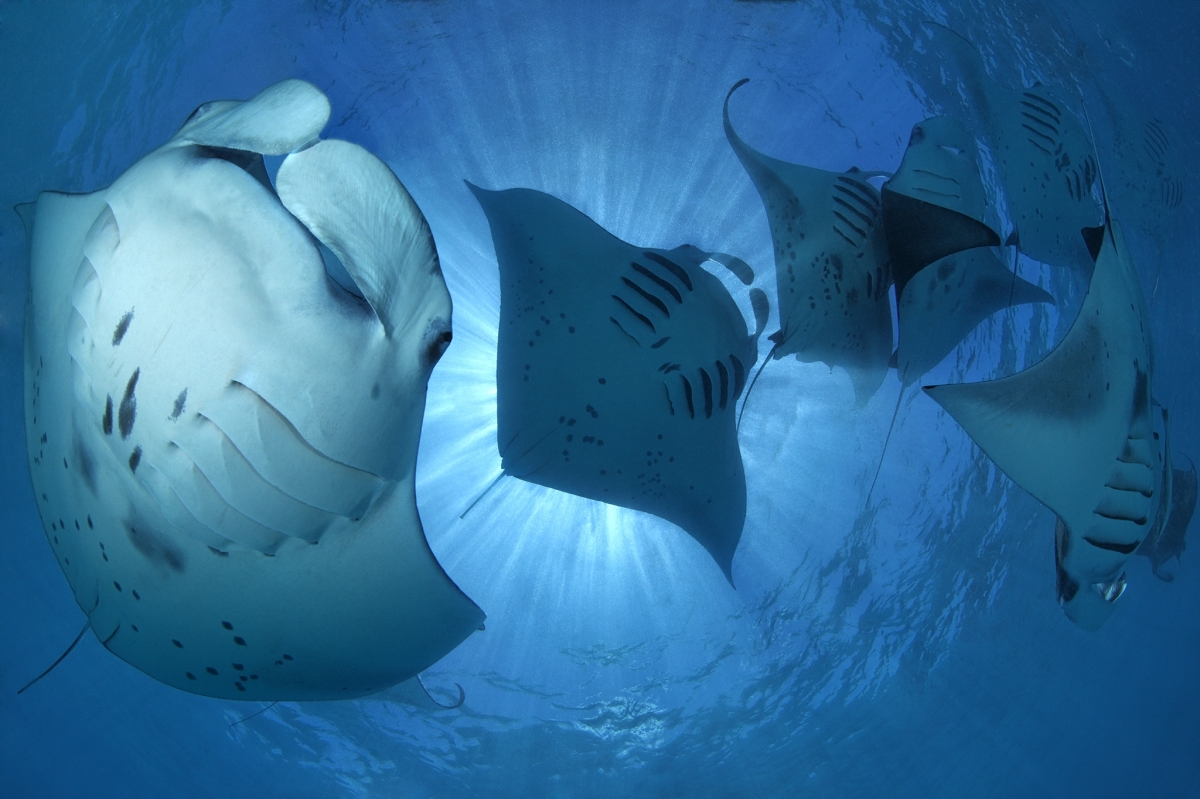 MANTA MADNESS
