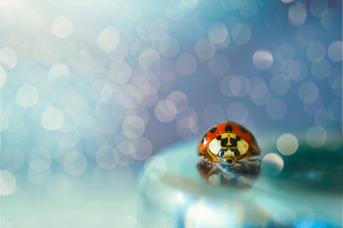 Dreamy bug